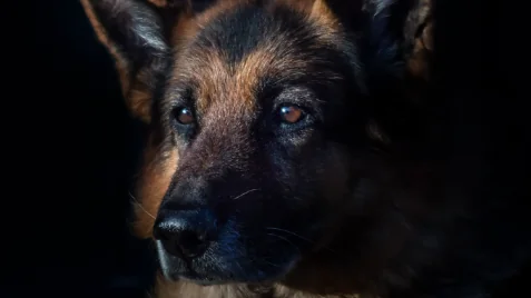 Addio a Proteo, cane da ricerca morto nei soccorsi in Turchia